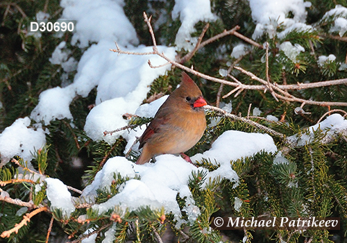 Northern Cardinal (Cardinalis cardinalis)